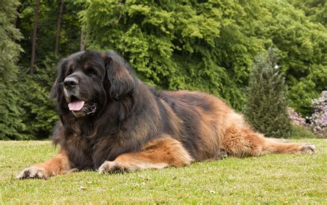 Leonberger Dog Reviews - real reviews from real people