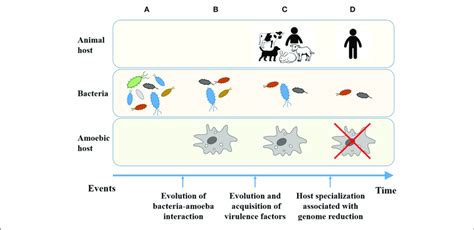 | Evolution of bacteria from environmental microbes to human-restricted ...