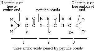 protein | Definition, Structure, & Classification | Britannica.com