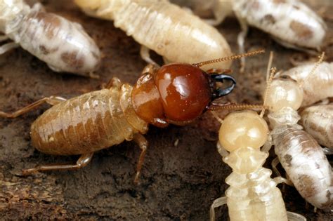 Blog - Things That Will Bring Termites Swarming