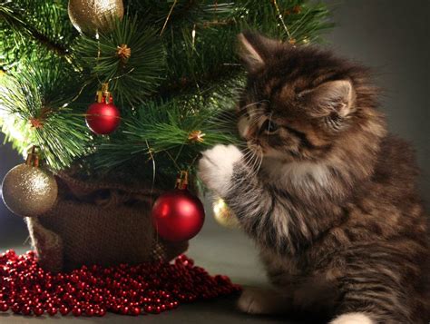 How To Keep Your Cat From Destroying Your Christmas Tree