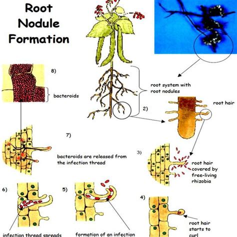 Mechanism of root nodule formation by rhizobacteria | Download Scientific Diagram