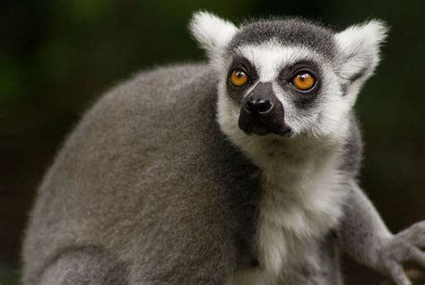 Lemur Animal Facts | Lemur Catta | AZ Animals