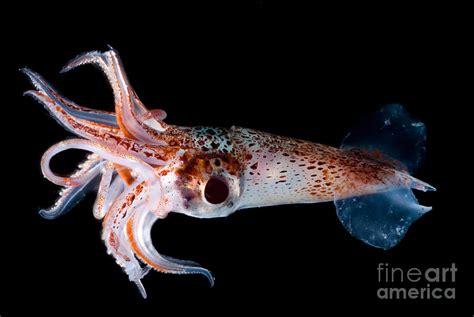 Jewel Enope Squid Photograph by Danté Fenolio