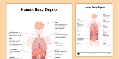 Organ Map | Diagram of Human Body Internal Organs Functions