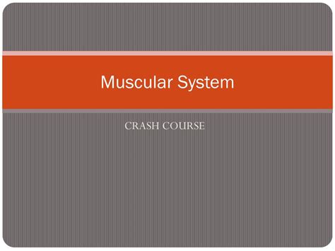 PPT - Muscular System PowerPoint Presentation, free download - ID:1816592