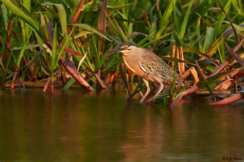 Striated Heron Page