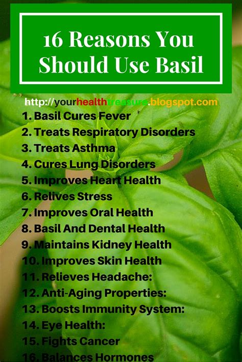 16 Amazing Benefits Of Basil Leaves (Tulsi) And Nutritious Information