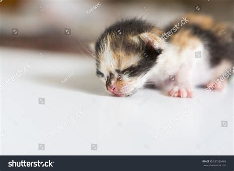 Newborn Kitten Sleeping. Stock Photo 537559168 : Shutterstock