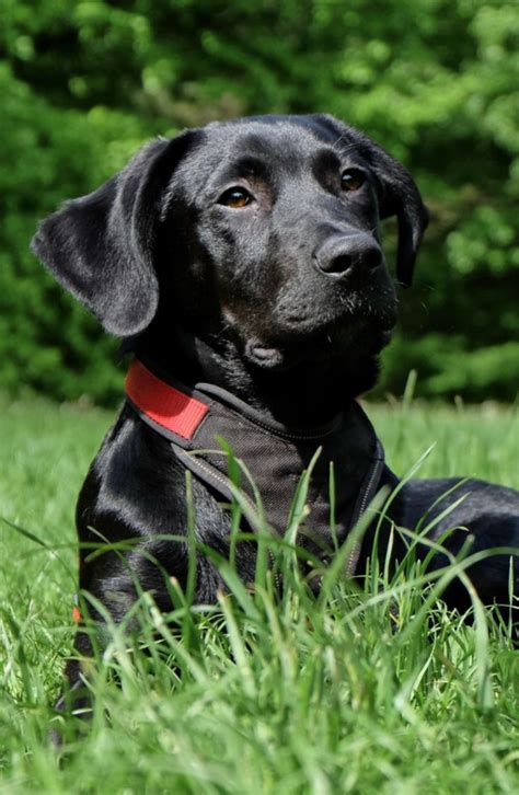 Beautiful Black Lab 🐾 | Labrador retriever, Dog training, Training your dog