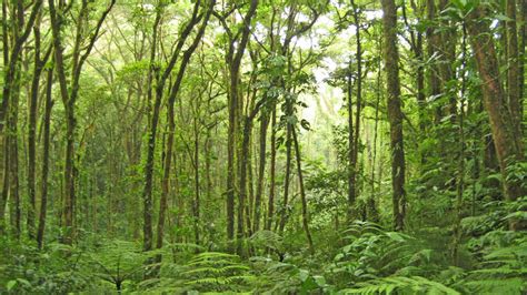 ECOSISTEMAS DE COSTA RICA: BOSQUE TROPICAL LLUVIOSO DE BAJURA