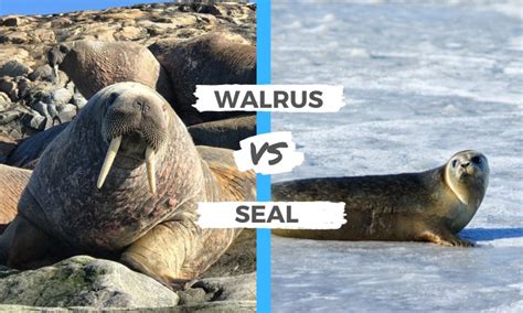 Walrus vs Seal: The Main Differences