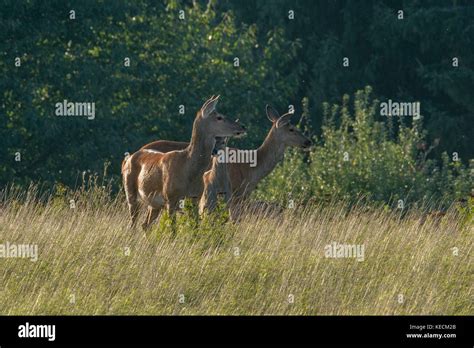 Female red deers in mating season, Scania Sweden Stock Photo - Alamy