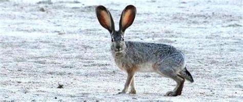 The Black-Tailed Jackrabbit | Critter Science