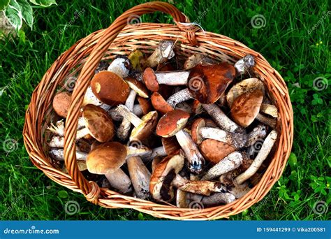 The Mushroom Picker Collected a Full Basket . a Good Harvest of Delicious Mushrooms Stock Image ...