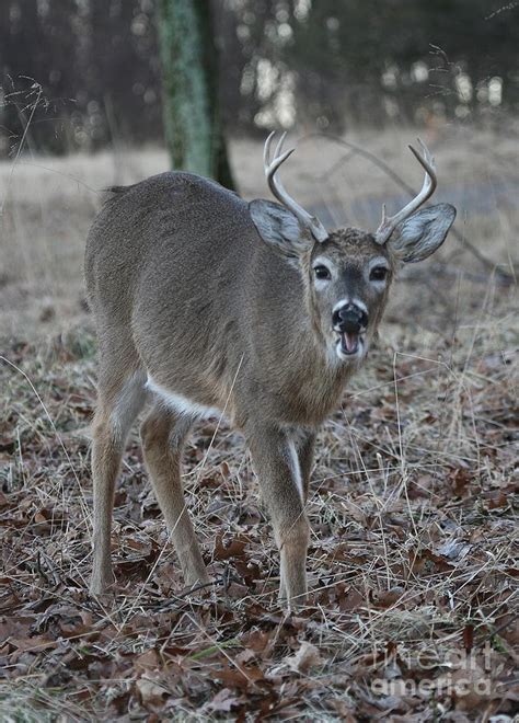 8 Point Buck Photograph by Ken Keener - Fine Art America