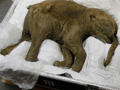 Woolly mammoth — elephant hybrid: Scientists on verge of breakthrough ...