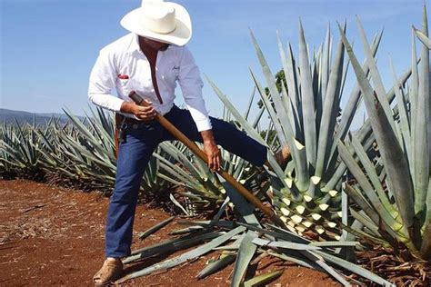 Guadalajara to Tequila Distillery Tour with Tasting 2023