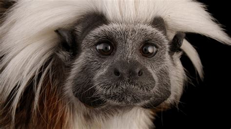 Cotton-top tamarin, facts and photos