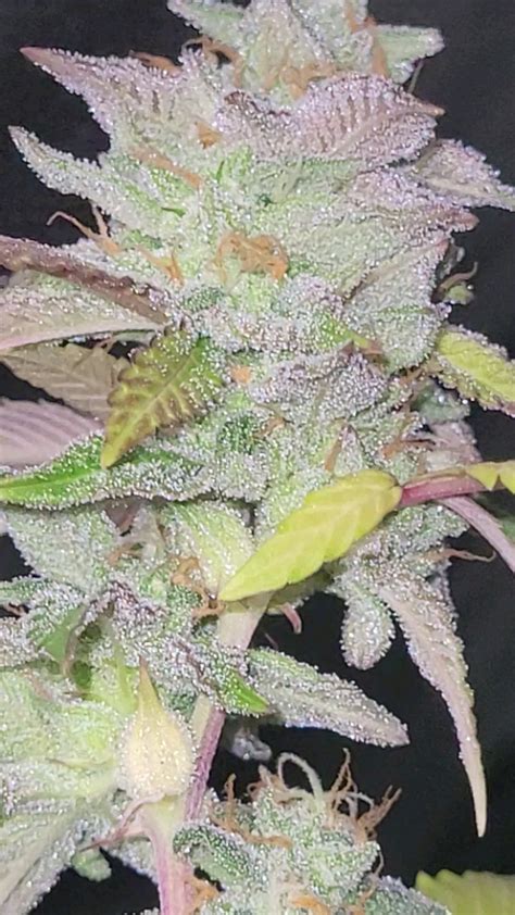 Gastro Pop on the fade, Bred by Compound Genetics (Apples n Bananas × Grape Gasoline) Both award ...