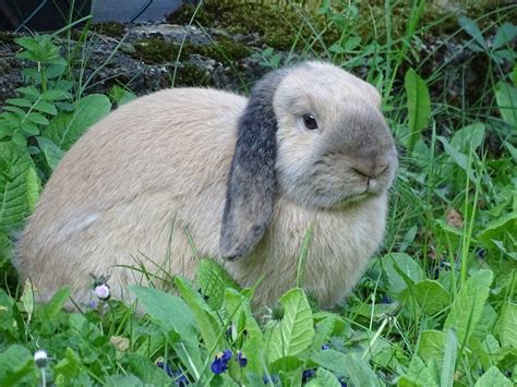 Tout savoir sur le Lapin Bélier et Nain Bélier : Alimentation, soins, prix...