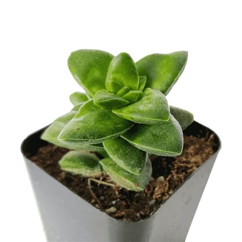 Crassula 'Springtime' (Guide With Pictures)- Succulents Network