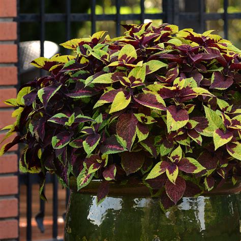 Coleus - Color All Season! - National Garden Bureau