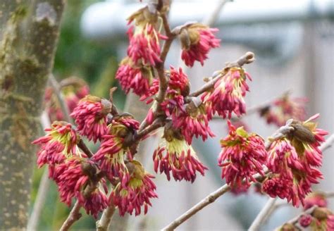 Parrotia persica 'Vanessa' (Persian Ironwood)