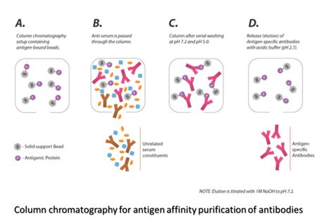 Antibody Purification - Echo BioSolution