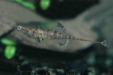 Indostomus Paradoxus – Mainland Aquarium