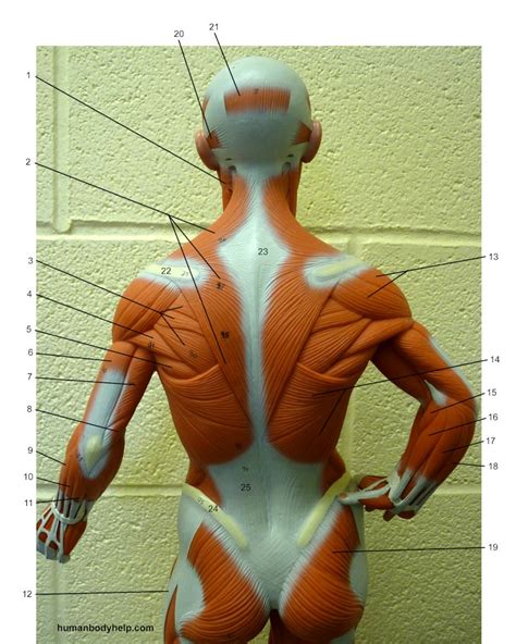 Small Muscle Model (posterior, upper) – Human Body Help