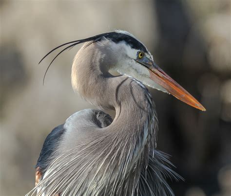 Great Blue Herons - Cuyahoga Valley National Park (U.S. National Park Service)