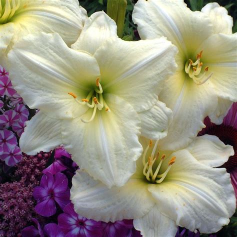 This Joan Senior daylily has a 5" inch bloom, with white ruffled petals ...