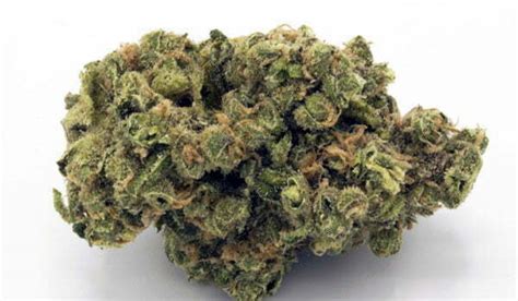 Jack Herer Weed Strain Information and Review