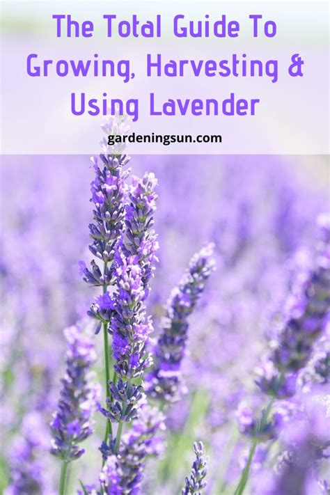 The Total Guide To Growing, Harvesting & Using Lavender - Gardening Sun