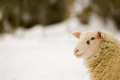 White sheep in the snow stock photo. Image of rural, fallen - 29279914