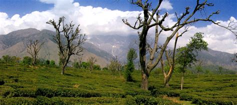 Palampur travel guide - Palampur tourist Attractions