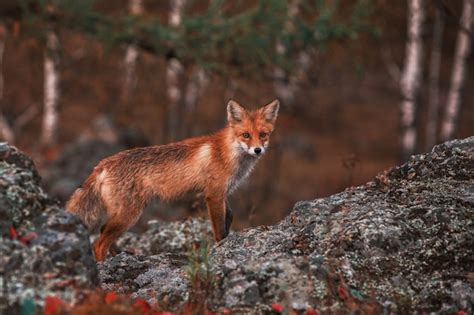 Premium Photo | Curious red fox in its natural habitat.