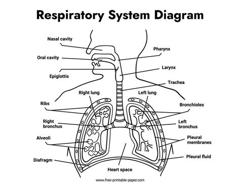 Respiratory System Diagram – Free-printable-paper.com