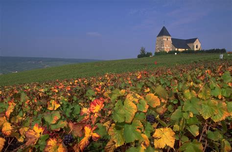 champagne france - Google Images | Champagne region france, Champagne france, Champagne region