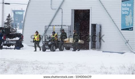 21 Polar Bear Jail Images, Stock Photos & Vectors | Shutterstock