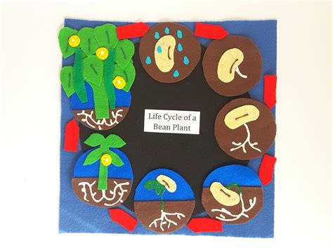 Bush Bean Life Cycle Series Felt Board Set With Laminated Labels ...