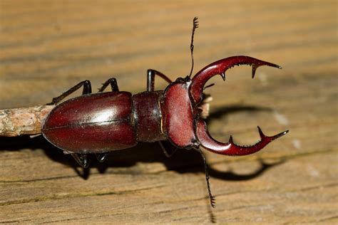 Giant Stag Beetle | We discovered this large Stag Beetle mal… | Flickr