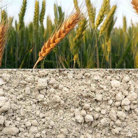 Crops Suitable for Alluvial Soil - A Full Guide | Agri Farming