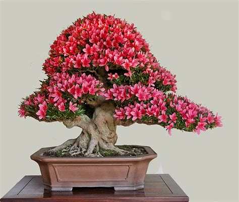 Japan Satsuki Bonsai Tour– Part 4 – Valavanis Bonsai Blog