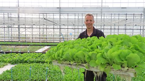 What’s driving hydroponic lettuce breeding? – Urban Ag News