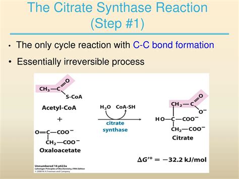 PPT - Chapter 16.2: The Citric Acid Cycle PowerPoint Presentation, free download - ID:3091265