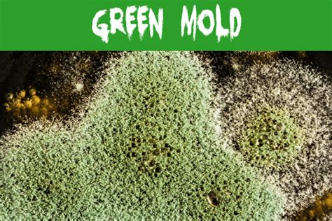 What Color Is Mold? | Mold Help For You