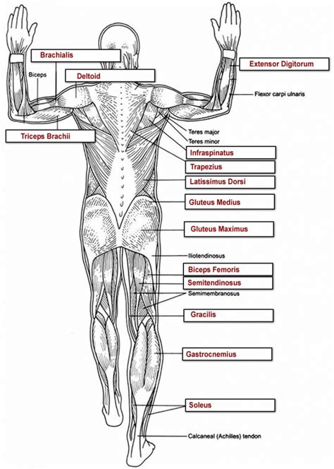 Muscle Anatomy Quiz - Health Images Reference