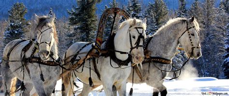 Horses in the Snow 4K wallpaper download